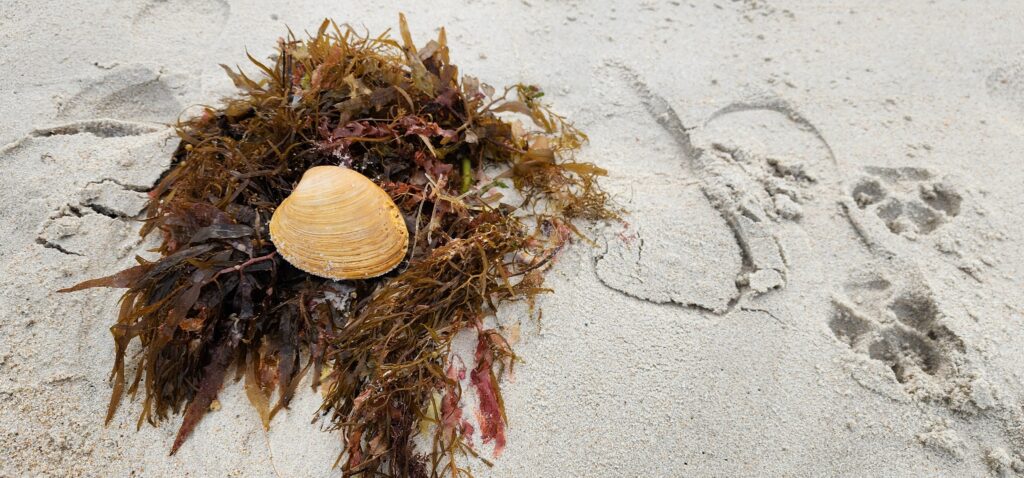 Seaweed nest on beach with a shell